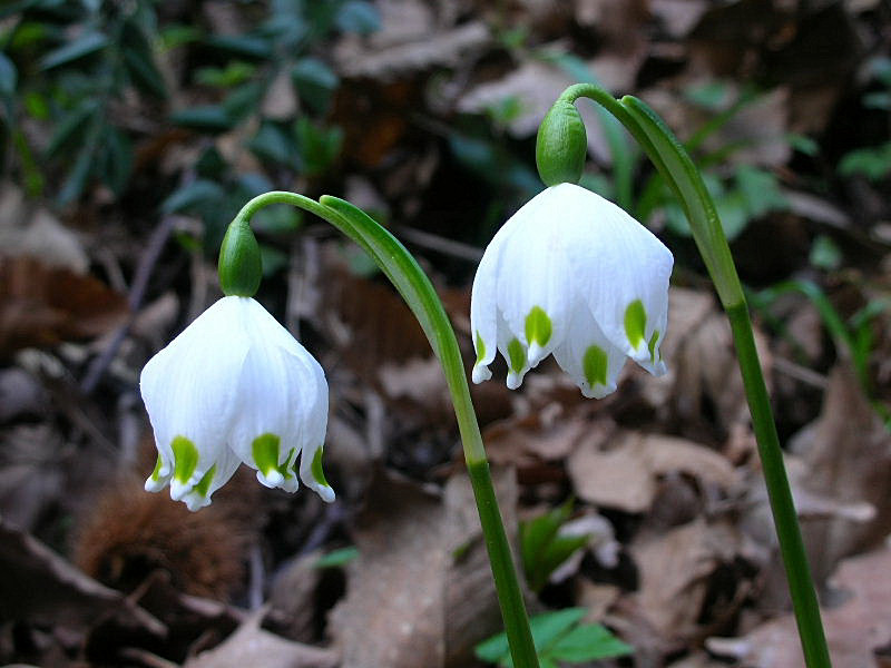 Campanellino di primavera & Campanellino estivo